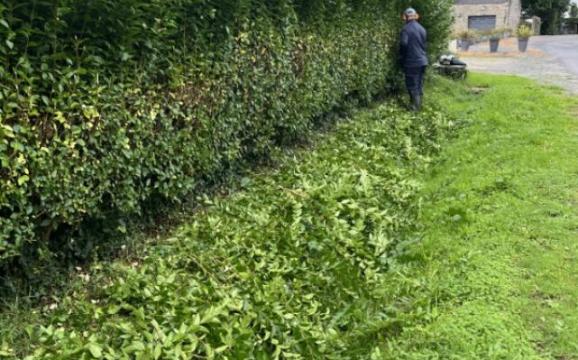 Un jardin plus sûr grâce à l'élagage d'arbres à Sarzeau et dans ses environs